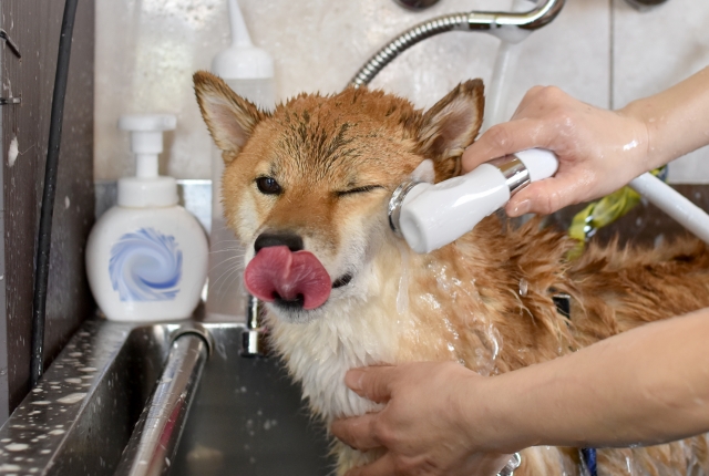 シャワーする柴犬